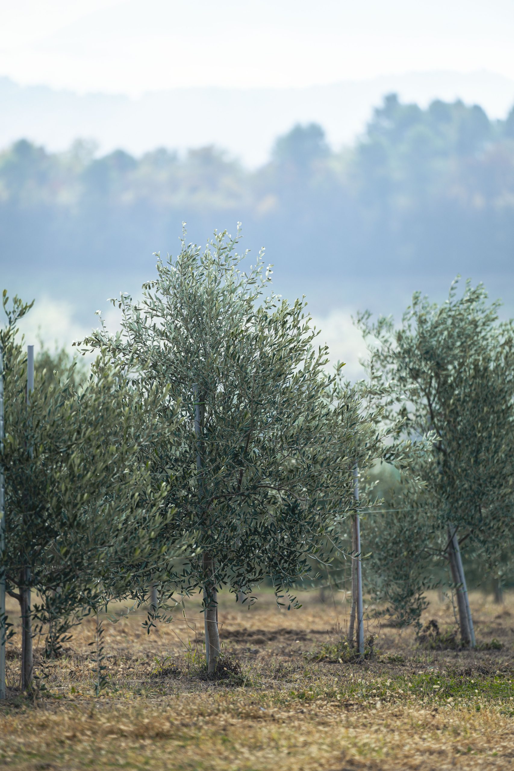 web agency roma per azienda agricola
